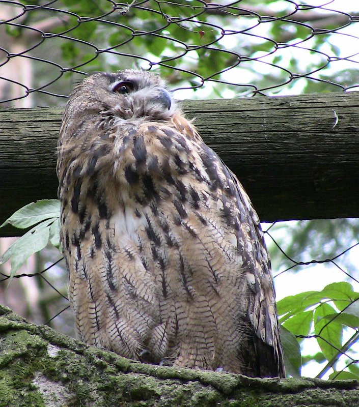Bennas2010-0504.jpg - The Eagle Owl